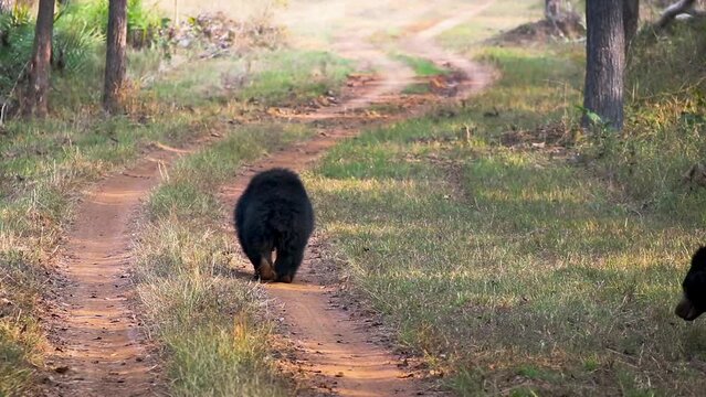 A pair of Sloth Bears walking on a path in the forest.
