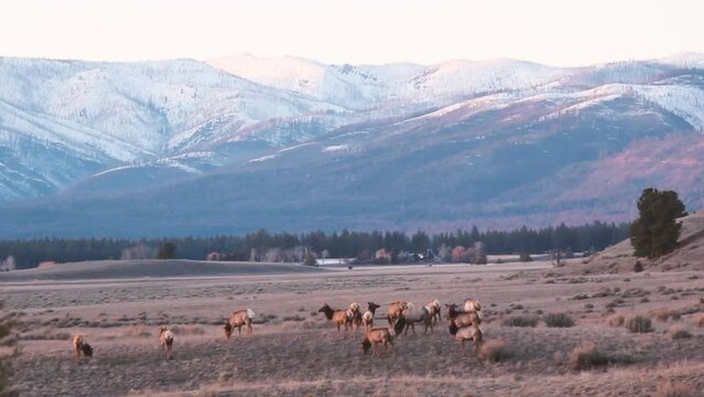 Elk on the Blackfoot Clearwater Game Range in Montana at Sunset