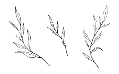vector contour branch and leaves. Elegant illustration for tattoo, wedding decoration. hand drawing monochrome botanical illustration for backgrounds. Template for wedding cards and polygraph, logo.