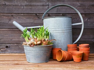 Spring plants, zinc watering can and earthenware flower pots on a wooden garden table. Daffodils in bud in a zinc flower pot.