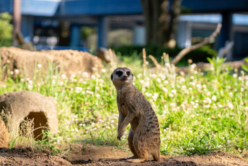 見張り番のミーアキャット