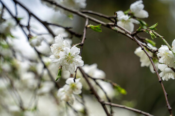 綺麗な桜白雪