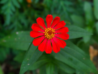 red dahlia flower