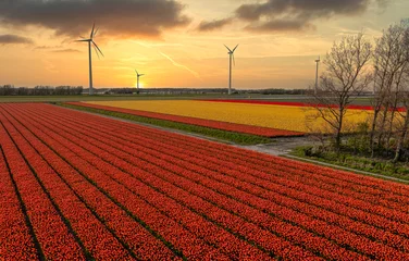 Gordijnen Fields of red and yellow tulips in Holland at sunset. © Alex de Haas