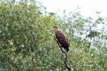 The white-tailed eagle (Haliaeetus albicilla)