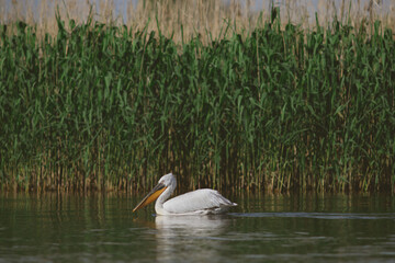 Great White Pelican (Pelecanidae) in the Danube Delta, Romania