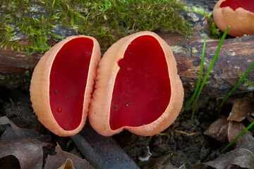 Sarcoscypha austriaca mushroom on the wood. Known as Scarlet Elfcup or scarlet fairy cup fungus. Red cup mushrooms in floodplain forest.