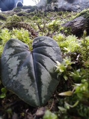 green leaf in mountain.
