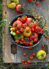 Freshly picked tomatoes of different varieties in a bowl on a wooden table in the garden, top view.