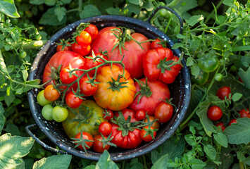 Freshly picked tomatoes of different varieties in a bowl on the background of tomato leaves.