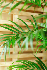 Greenery on Wooden Slats - Indoor Plant Partition. Lush green plants weaving through wooden slats, Slatted wooden partition for zoning in a room.