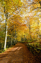 Landscape in the autumn forest near Schauinsland in the Black Forest on the surrounding nature near Freiburg im Breisgau.
