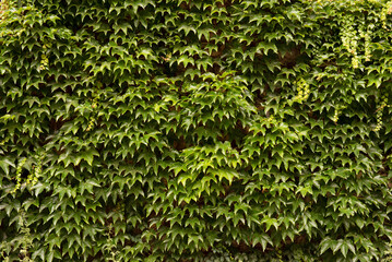 Green leaves background