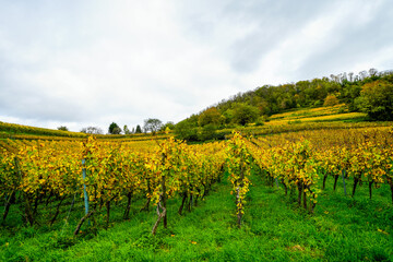 Fototapeta na wymiar Landscape on the wine slope near Heppenheim an der Weinstrasse. Nature in the wine-growing region. 