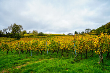 Landscape on the wine slope near Heppenheim an der Weinstrasse. Nature in the wine-growing region.
