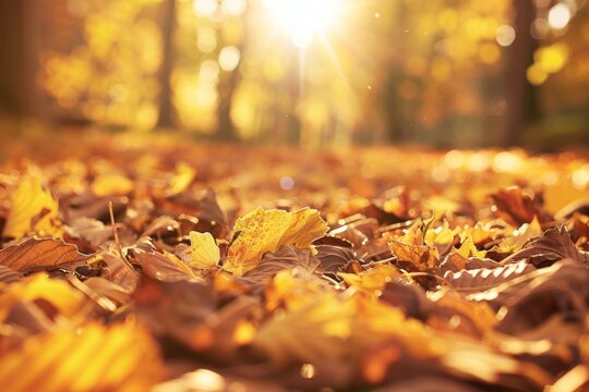 Bask in the golden hues of autumn as leaves crunch beneath your feet and the air is filled with the earthy scent of fallen foliage, Generative AI