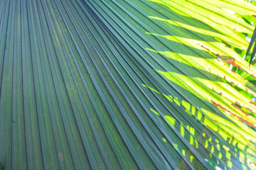 Closeup palm leaf texture background, nature pattern background