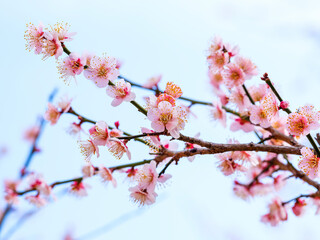 Flowers that bloom in spring and March