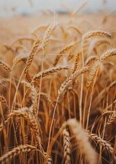 Fototapeta premium Grain in the field at sunset, agricultural concept.