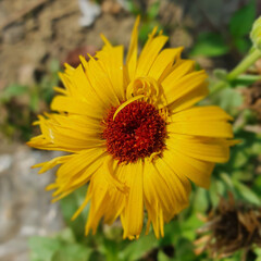 Yellow flower in the garden