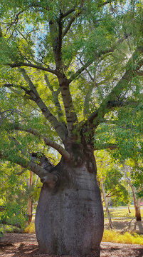 Roma's largest Bottle Tree or Brachychiton Rupestris