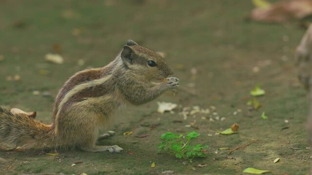 Indian palm squirrel feeding in tree. India. Indian palm squirrel or three-striped palm squirrel - Funambulus palmarum - is a species of rodent in the family Sciuridae found naturally in India (south