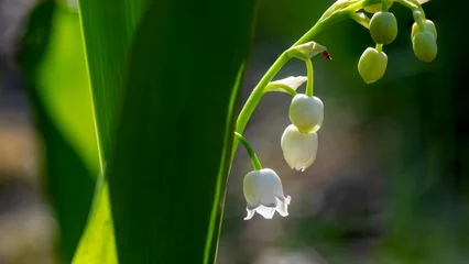 Fotobehang lily of the valley © Ola