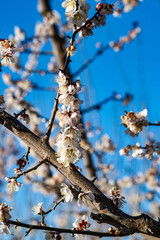 3月の梅