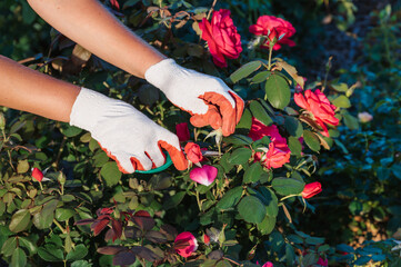 A cute female gardener is pruning plants in her garden. close-up of hands with pruning shears...