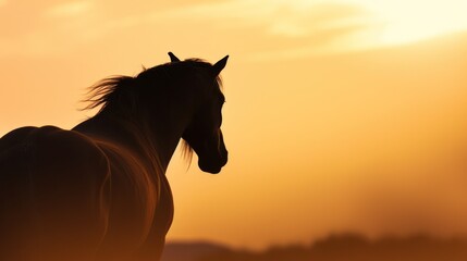 Silhouette of horse on sunset sky.