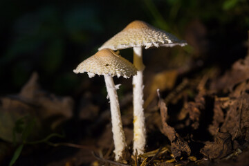 Mushroom umbrella on a dark background. Shallow depth of field.