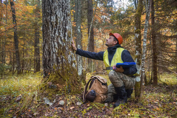 A forest engineer inspects a forest area.