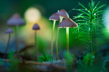 Dark background. Selective focus and defocused background. Mushrooms containing psilocybin grow in the forest.