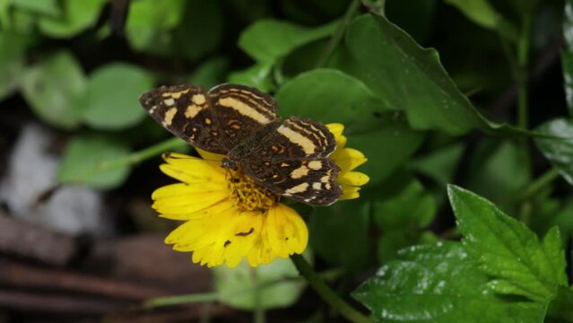 butterfly perched on a yellow flower