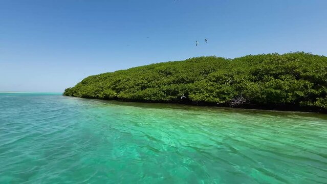 Mangrove forest at Boca de Bobos in Los Roques, turquoise waters and lush greenery, sunny day
