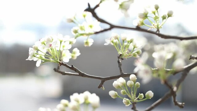 A branch adorned with white plum blossoms captivates the senses with its understated beauty. Through selective focus, the intricate details of each flower are highlighted,