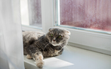  grey cat is lying on the windowsill - 761188486