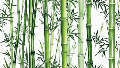 bamboo in watercolor style, isolated on a transparent background for design layouts