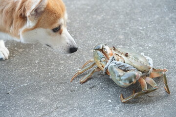 crab on the beach