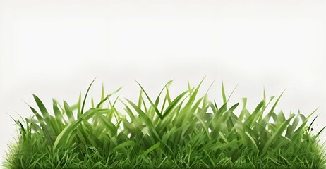 strip of green fresh grass side view isolated cutout object on transparent background.
