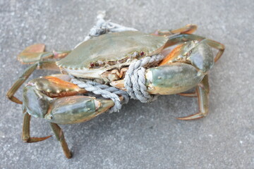 crab on white background