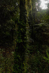 Wunderschöner Urwald total verwachsen mit Moos in Neuseeland