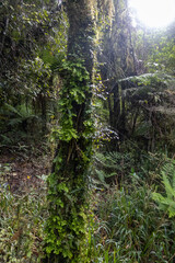 Wunderschöner Urwald total verwachsen mit Moos in Neuseeland