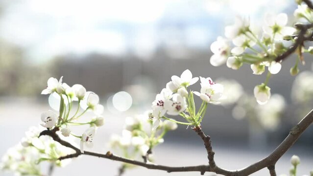  a branch of white blossoming plum, spring..Tree flowers