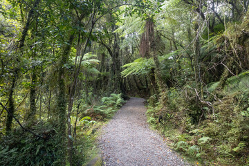 Wunderschöner Urwald total verwachsen mit Moos in Neuseeland