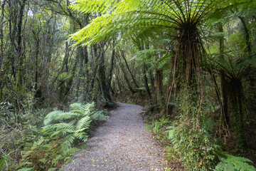 Wunderschöner Urwald total verwachsen mit Moos in Neuseeland