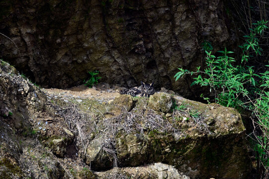 br&uuml;tender Uhu // breeding Eurasian eagle-owl  (Bubo bubo) 