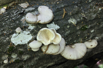 Pleurotus calyptratus, an oyster mushroom from Finland,  no common English name