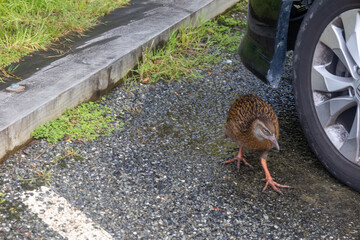 Neugieriger Kiwi auf einem Parkplatz in Neuseeland