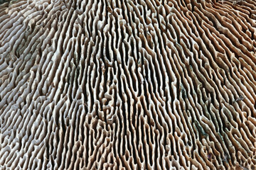 Oak mazegill, Daedalea quercina, also known as maze-gill fungus, polypore from Finland
